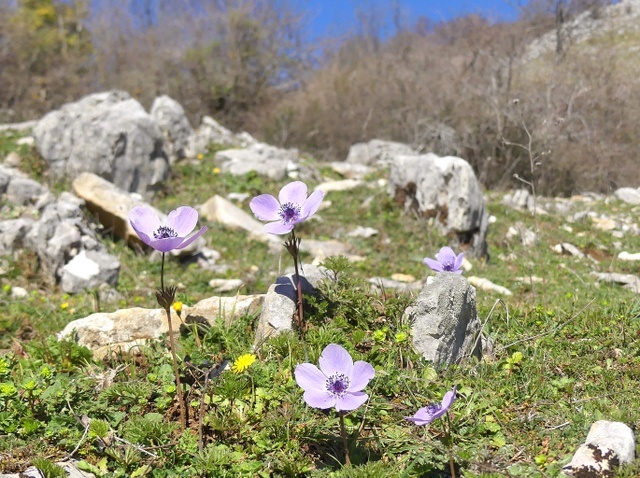 Anemone coronaria - provincia di Roma.